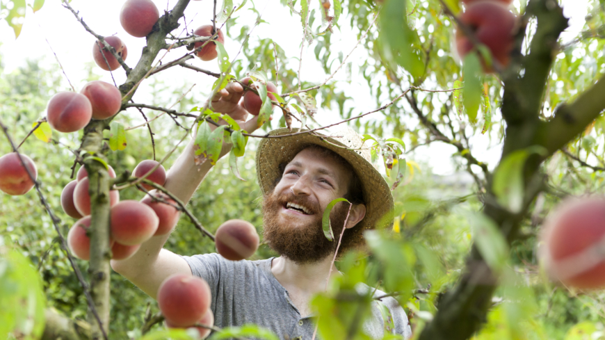 Rätt mängd frukt och grönt påverkar ditt välmående, såväl fysiskt som psykiskt. Män behöver genrellt äta mer frukt och grönt än kvinnor. Foto: Shutterstock